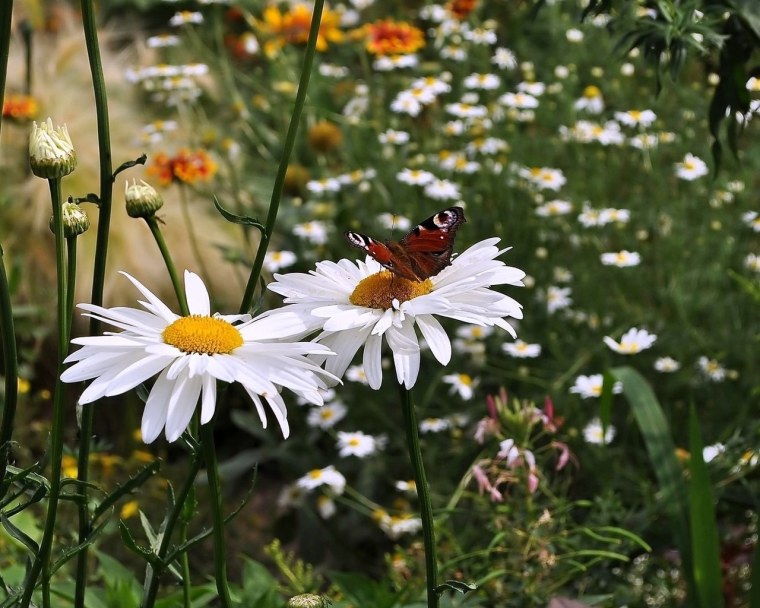 Картинки на рабочий стол бабочки