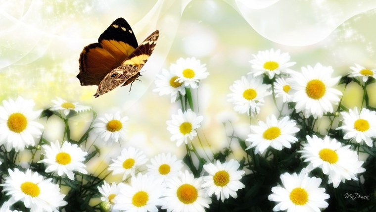 Открытки ромашки и бабочки