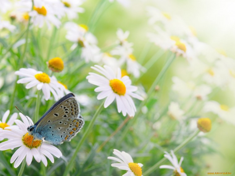 Лето ромашки бабочки