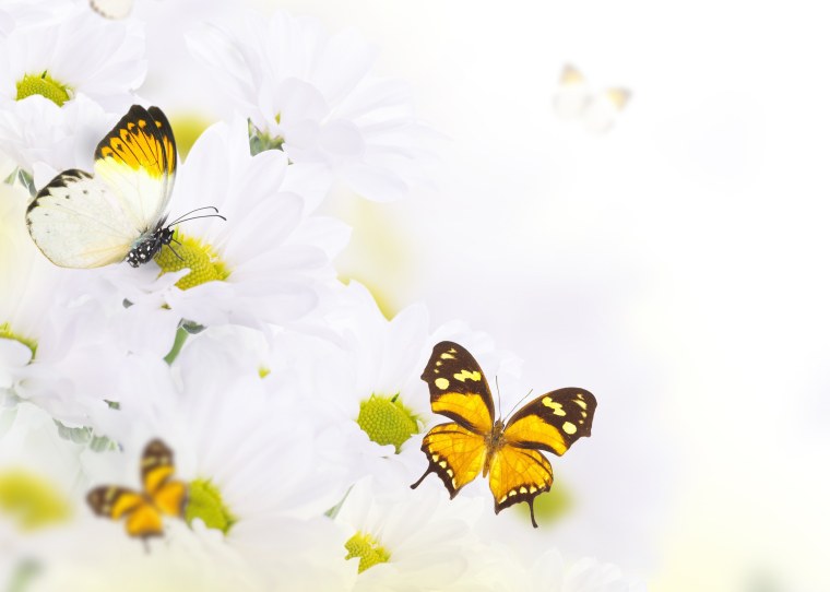 Красивая бабочка на ромашке