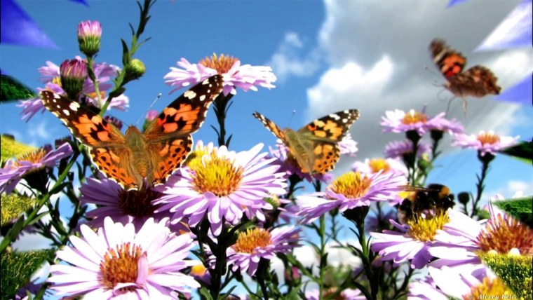 Фотообои ромашки бабочки