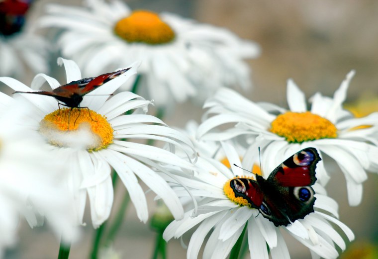 Бабочка и ромашки