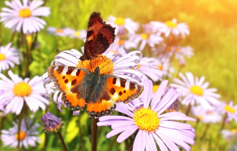 Бабочки на фоне неба