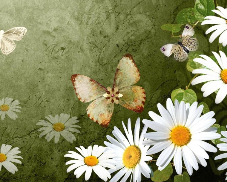 Лето ромашки бабочки