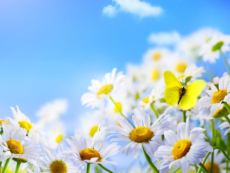 Полевые бабочки