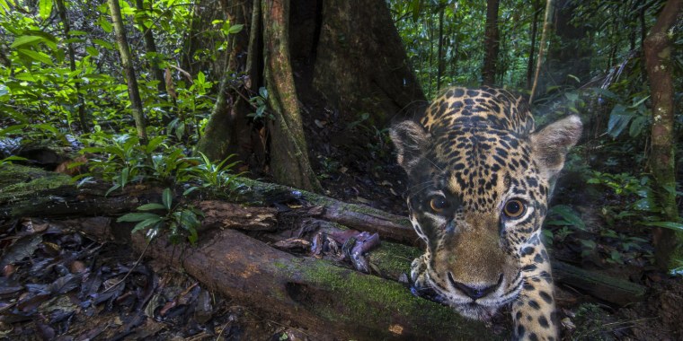 Ягуар в сельве