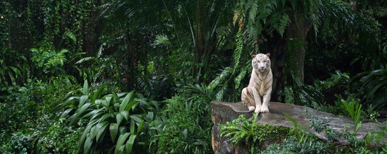 Одиночество тигра в джунглях