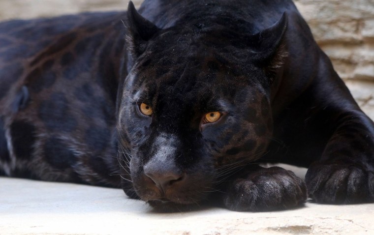 Пантера Нуар