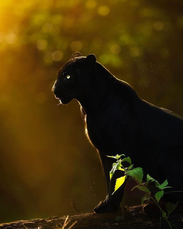 Пума черная