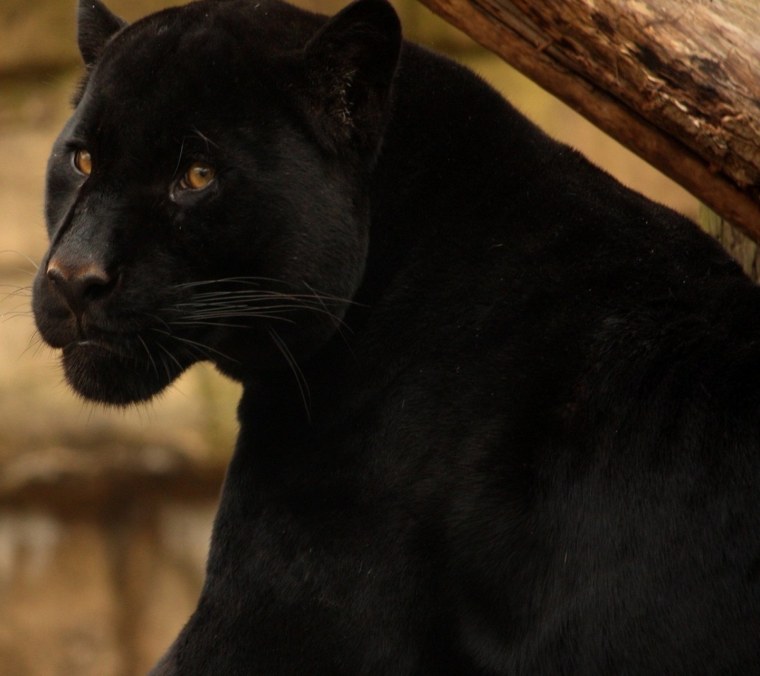 Египетская пантера