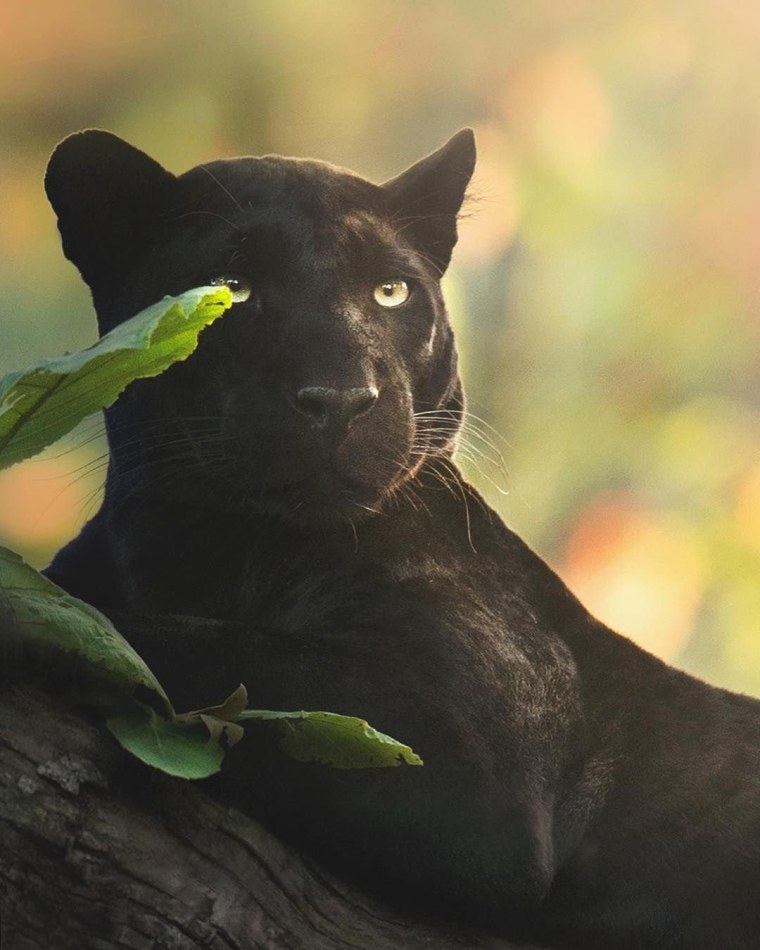 Черный Ягуар