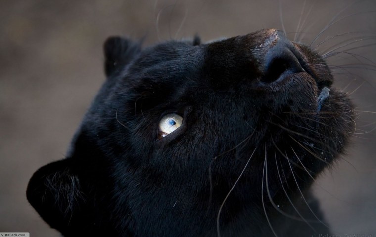 Пума черная