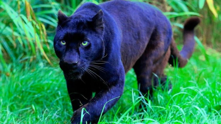 Черная пантера Багира