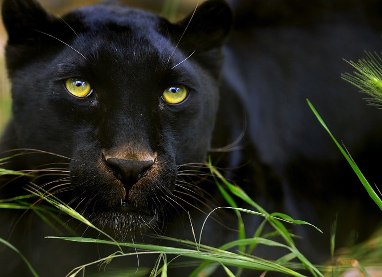 Черный Ягуар