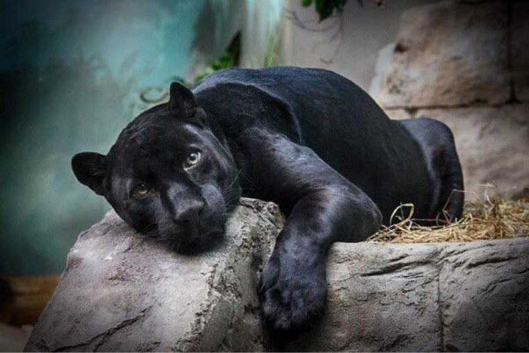 Грациозные животные