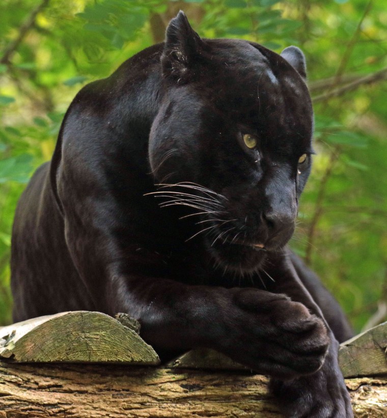 Черный Ягуар Майя