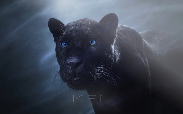 Обои на рабочий стол пантера