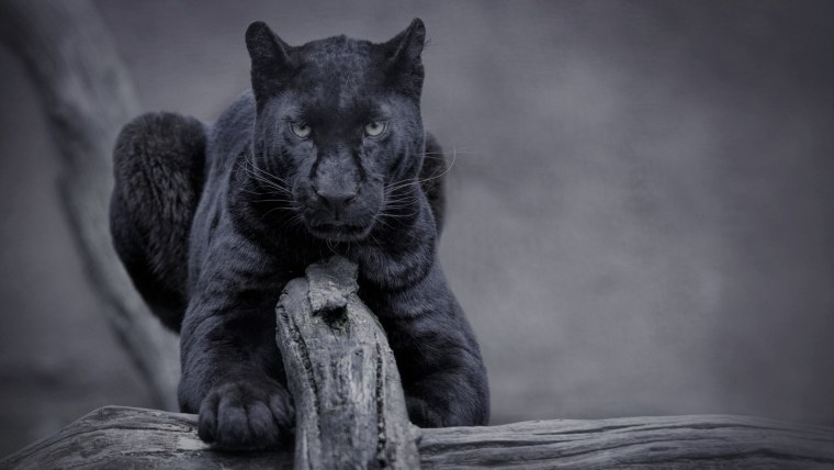 Враги пантеры в природе