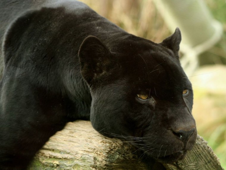 Пума меланист