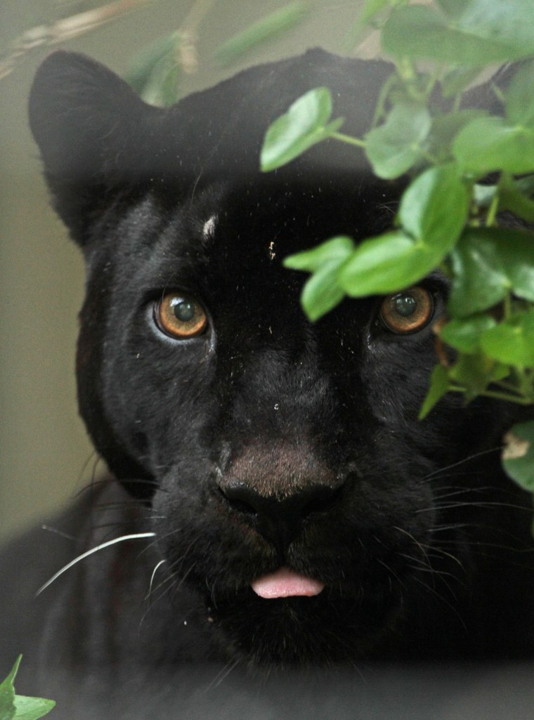 Пума меланист