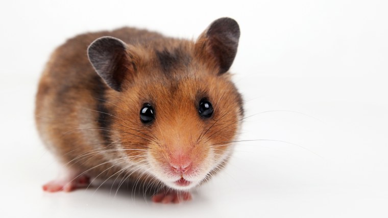Хомяк на белом фоне