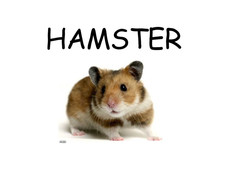 Хомяк на белом фоне