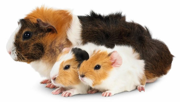 Морская Свинка на прозрачном фоне