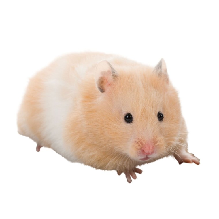 Хомяк на белом фоне