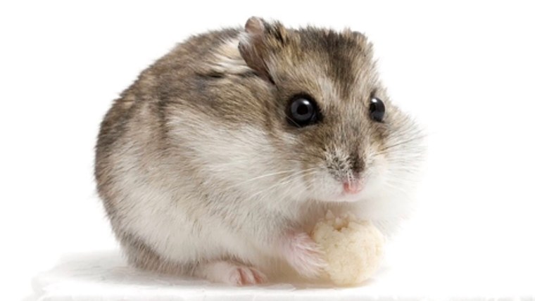 Хомяк джунгарский