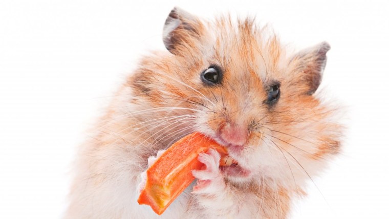 Хомяк с едой
