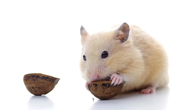 Хомячки домашние