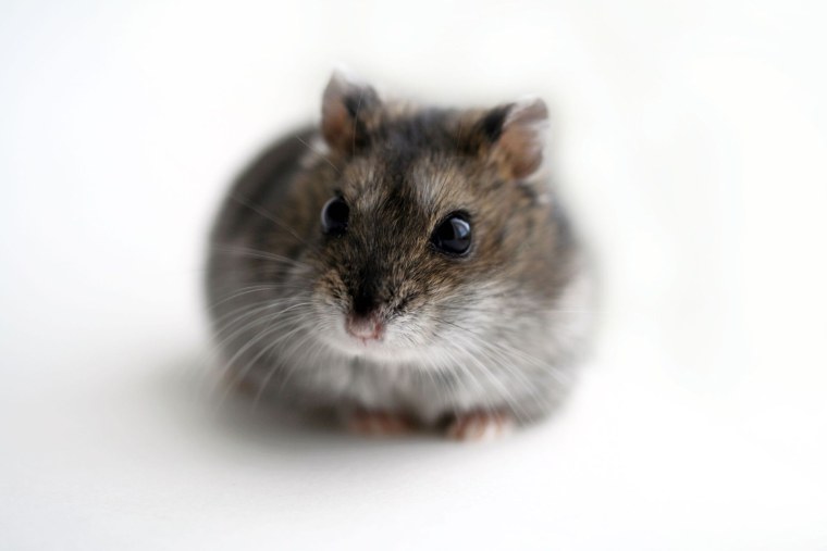 Серый хомячок