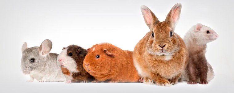 Кролик морская Свинка крыса шиншилла