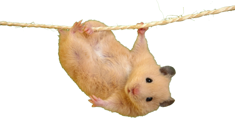 Хомяк без фона