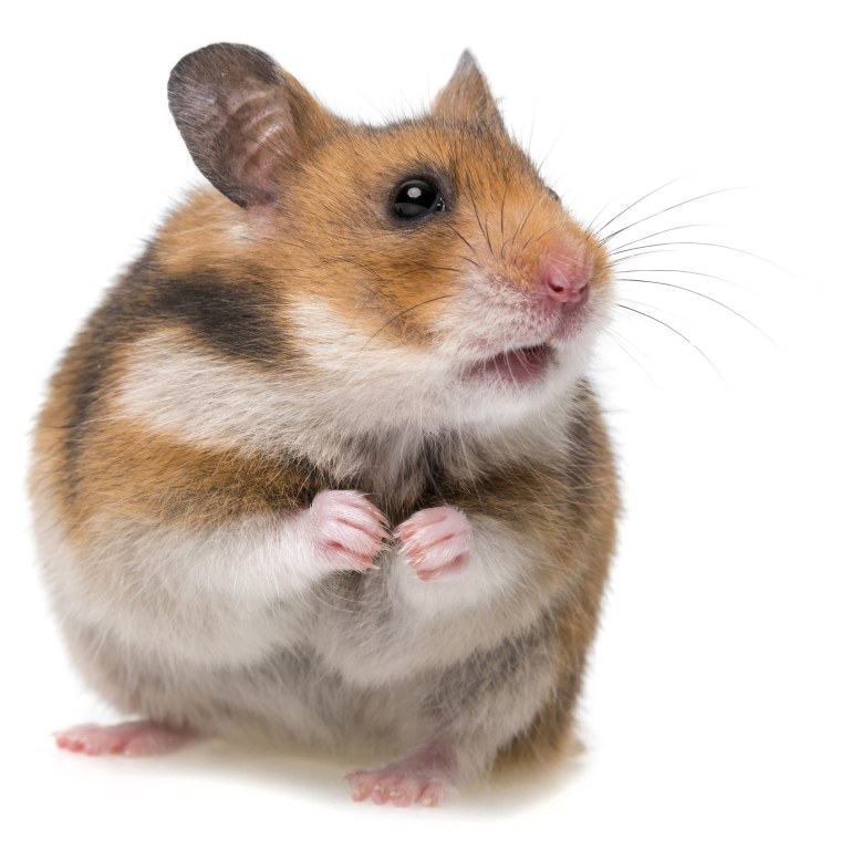 Хомяк джунгарский