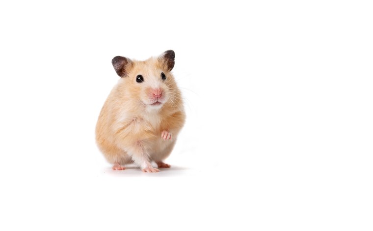 Hamster карточка