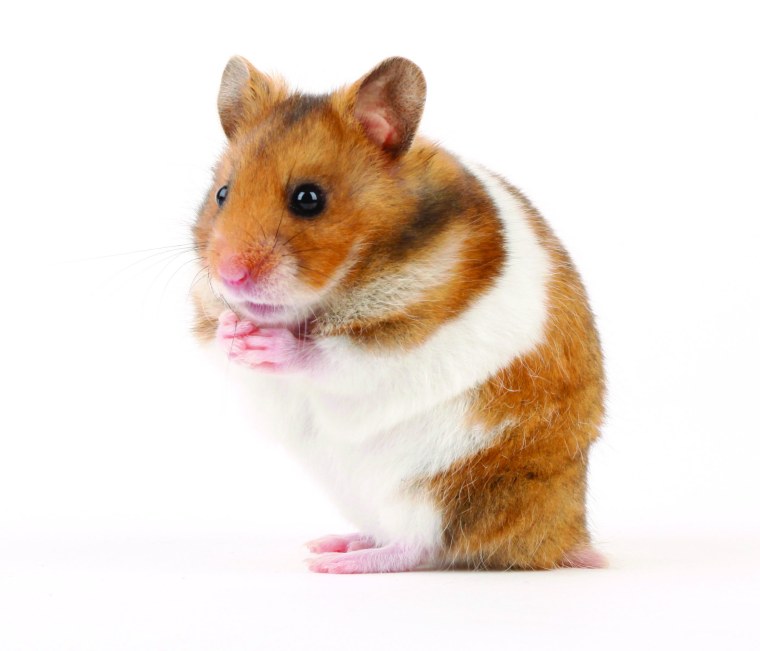 Хомяк на белом фоне