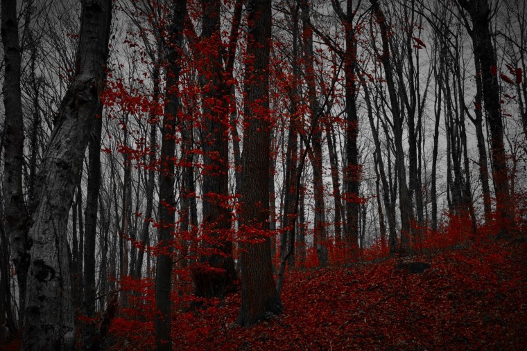 Кровавая Луна в лесу