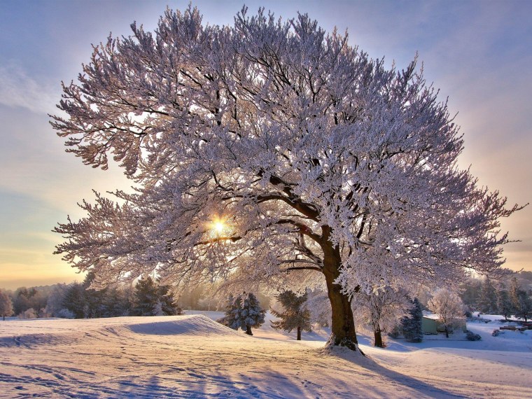 Зимние деревья