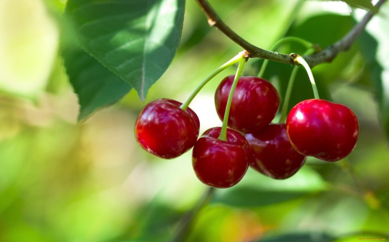 Вишня Багряная