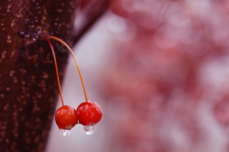 Вишня в молоке