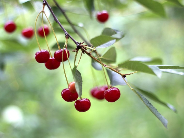 Фруффи вишня