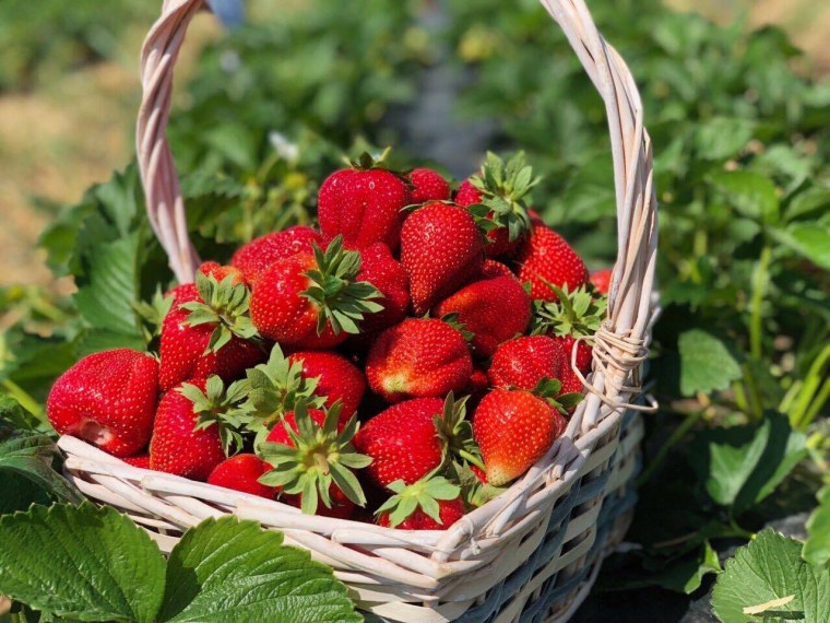 Байкальская клубника сорт Виктория