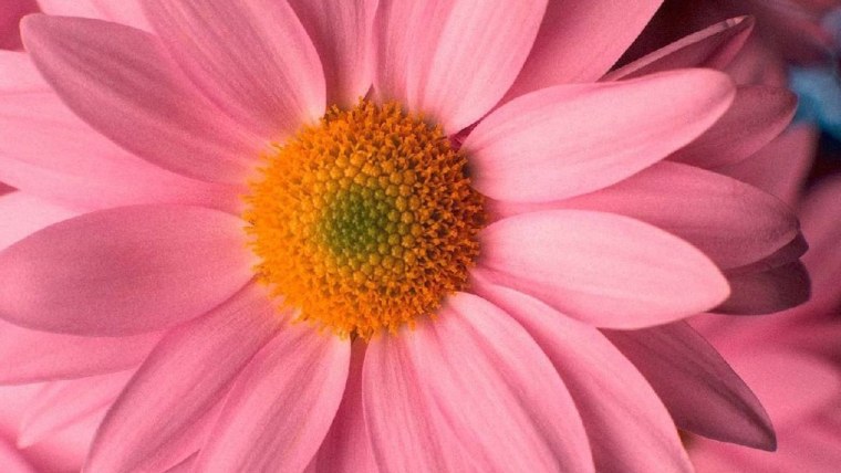 Красивые цветы на аватарку