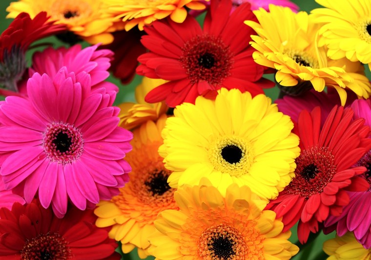 С днём рождения Моника