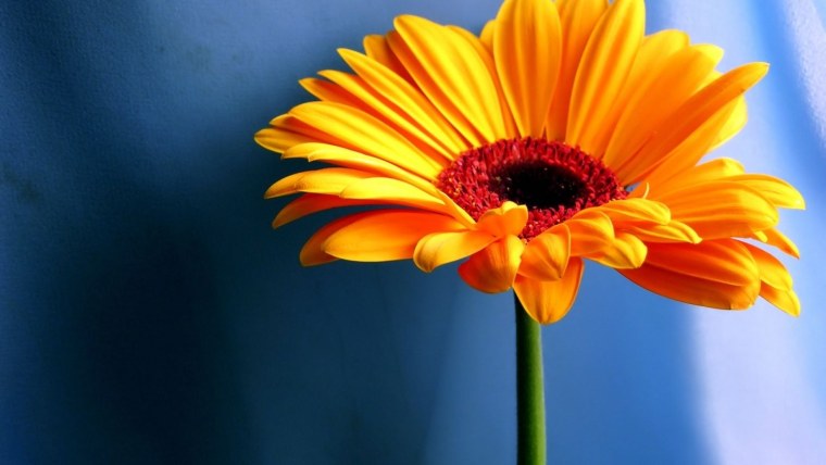 Букет розовых роз