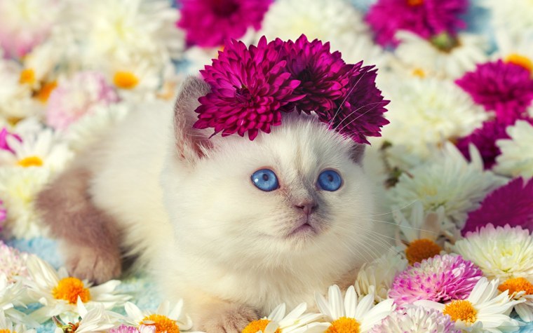 Кошка в цветах