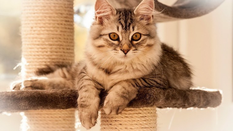 Коты Дебби Кук