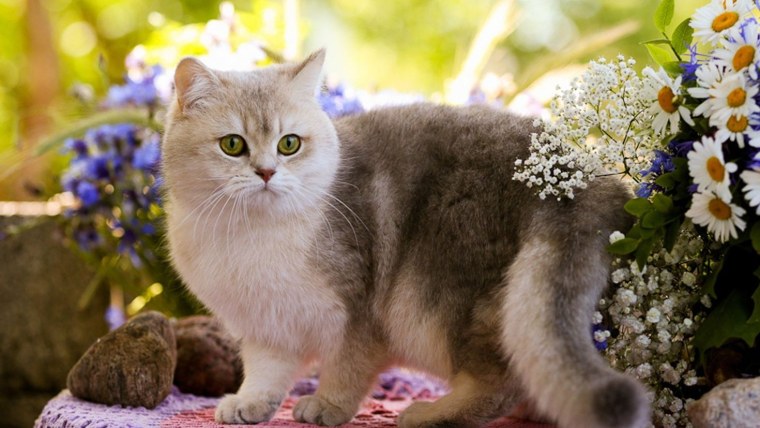 Красивые кошечки