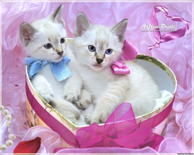 Рихард Донскис художник